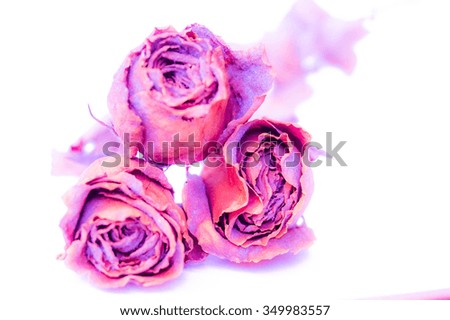 three dried rose isolated on white background