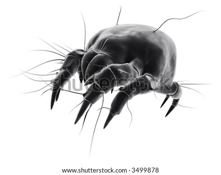 isolated mite Royalty-Free Stock Photo #3499878