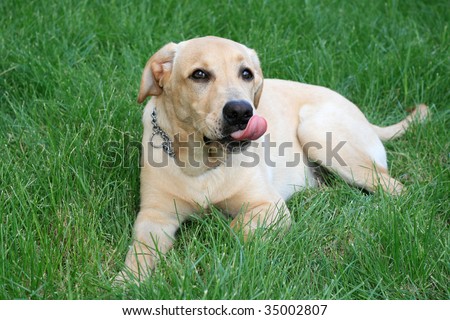 picture of a cute labrador retriever standing on grass