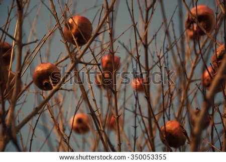 Pomegranate tree with bare twigs. Winter. Selective focus. Toned photo.