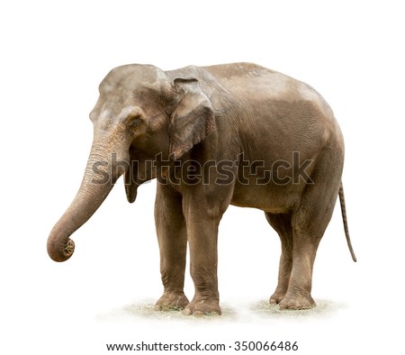 Elephant on white background. Focus on eye.