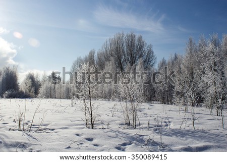 Winter landscape, trees under white snow.