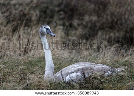Adult gray and white swan sitting in the colorless grass