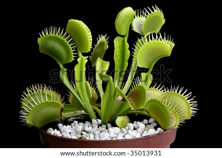 Venus flytrap (Dionaea muscipula), carnivorous plant in a pat isolated on black