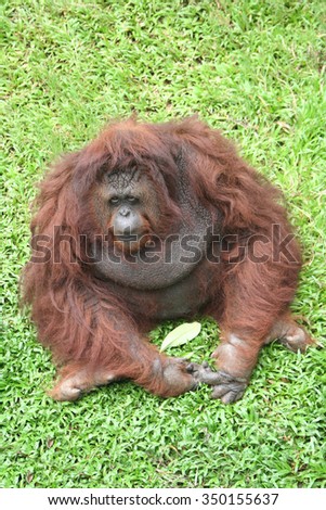 Portrait of Bornean Orangutan or Pongo pygmaeus sitting on the grass  Royalty-Free Stock Photo #350155637