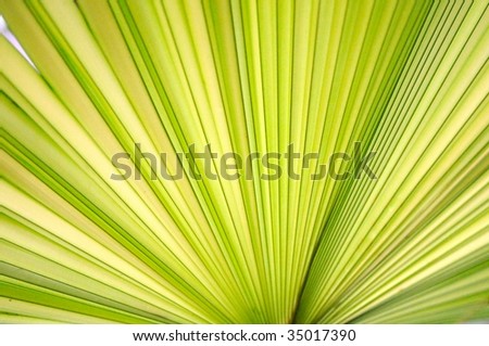 Green palm leaf close up background