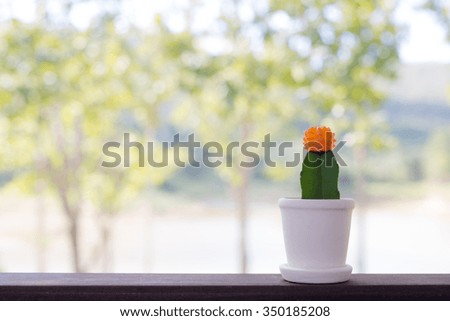 cactus in pot with natural background