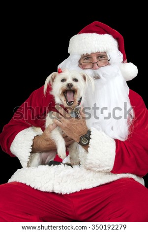 Santa Claus with white long haired small dog Isolated on black background