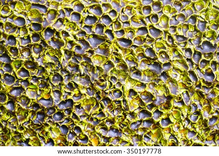 Green and yellow abstract pattern of ceramic Jar wall :Close up select focus with shallow depth of field:ideal use for background.