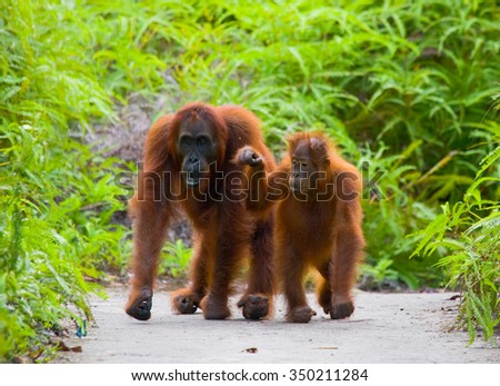 The female of the orangutan with a baby on a footpath. Funny pose. Rare picture. Indonesia. The island of Kalimantan (Borneo). An excellent illustration.