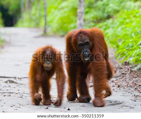 The female of the orangutan with a baby on a footpath. Funny pose. Rare picture. Indonesia. The island of Kalimantan (Borneo). An excellent illustration.