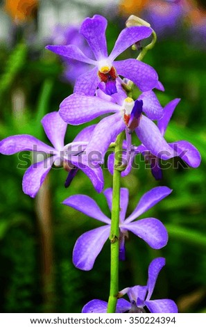 Orchids,purple Orchids
