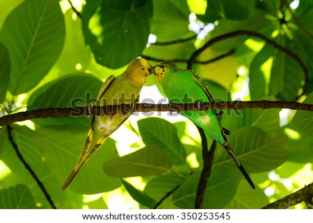 Parrots on the background of tropical leaves