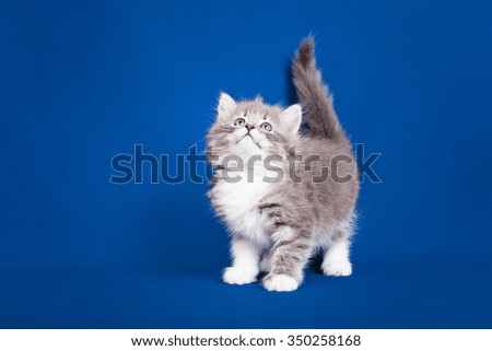 Neva masquerade kitten isolated on blue background