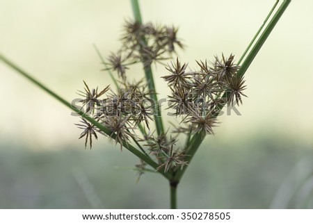 Dry grass on a blurred background .