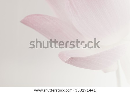 pink lotus in soft color and blur style for background