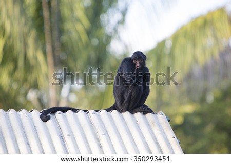 Bored chimpanzee sitting on a roof at the zoo of Manaus, Brazil.