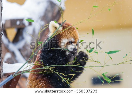 red panda playing on snow winter