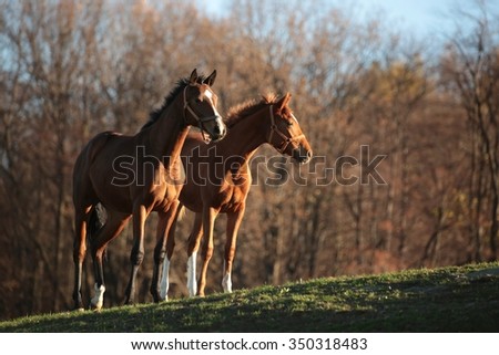 Horses on a background of autumn trees.