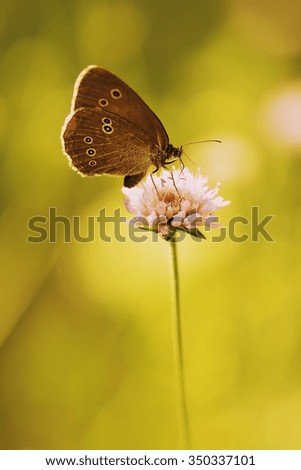 Butterfly on the flower.