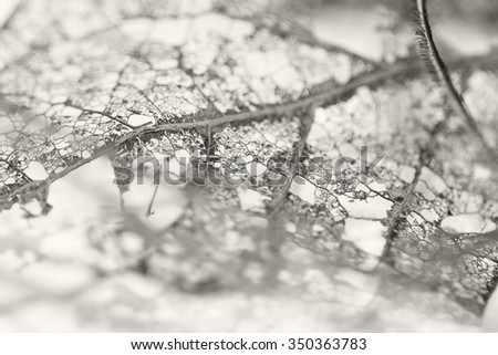 Texture with rotten leaves with fibers - black and white composition