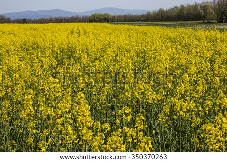 Spring blooming oil seed rape field.