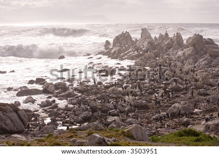 penguins on rocks