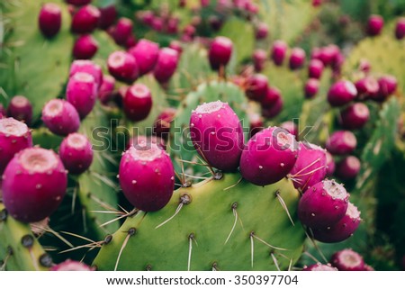Prickly pear fruit Royalty-Free Stock Photo #350397704