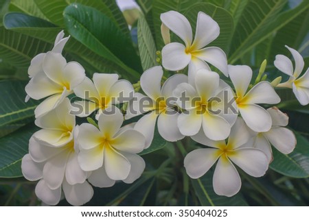 white Plumeria 