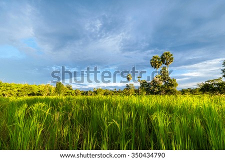 Rice field with sugar palm tree and blue sky in Thailand