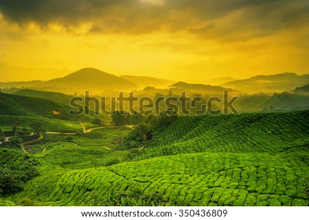 Sunrise of tea plantation in Cameron Highland, Malaysia. Royalty-Free Stock Photo #350436809