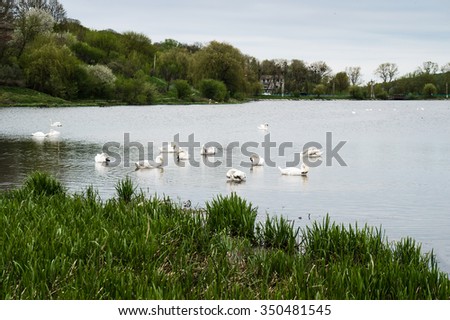 Staya white birds swans Coming from warm countries in the spring