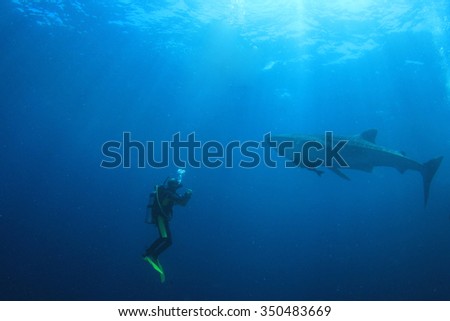 Whale Shark and Scuba Diver