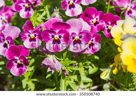 Pink tricolor pansy, flower bed bloom in the garden.