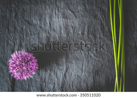 Purple flowers on a black background. Copy space.