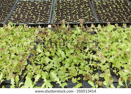Color picture of seedlings in pots in a nursery 