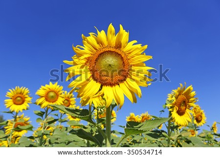 Yellow sunflower with blue sky background