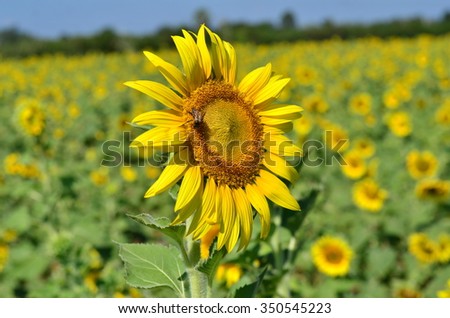 Sunflower the yellow colour have a sky is background in Lopburi, Thailand.