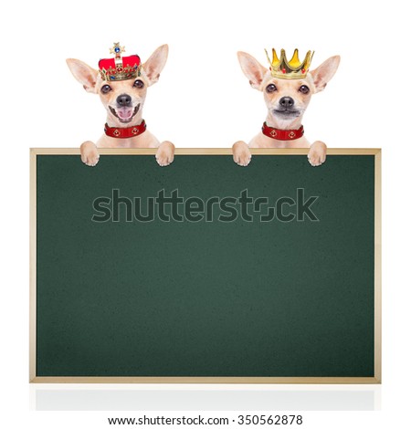 chihuahua  dogs with crown   as a king around banner and placard