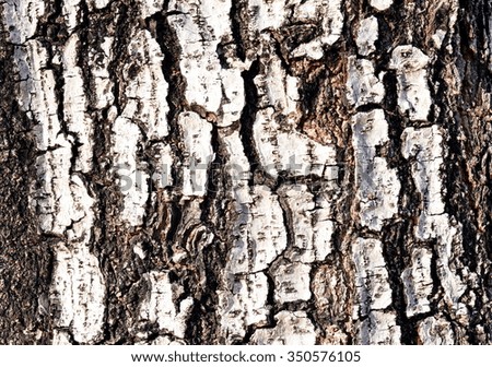 Bark of an old tree texture background.