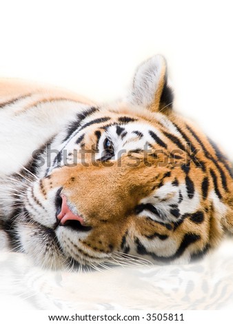 Big Tiger on a white background
