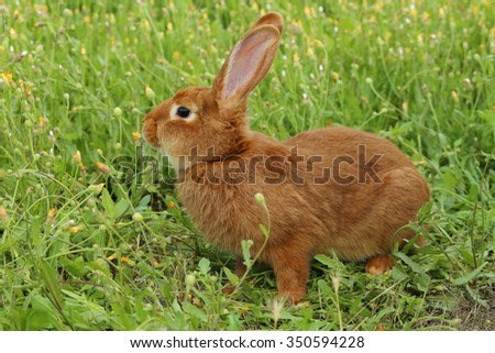 Beautiful red rabbit on grass