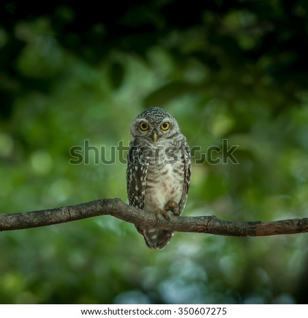 Spotted Owlet're staring.