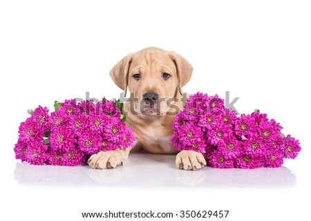 American staffordshire terrier puppy lying in flowers