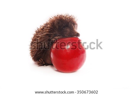 a hedgehog with an apple on a white background