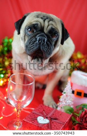 The pug dog wearing santa hat waiting for Chris-mas party.