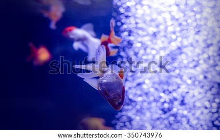 Oranda Goldfish Fish swimming among bubbles