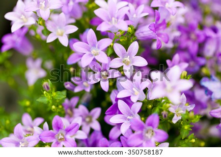 Lilac Bouquet at shallow depth of field