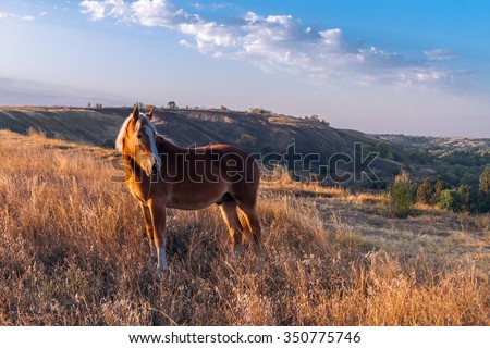 The horse chews straw on sunset