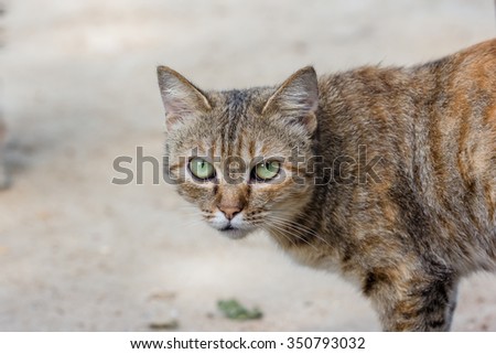 Cat Looking At Camera, portrait of a domestic cat
